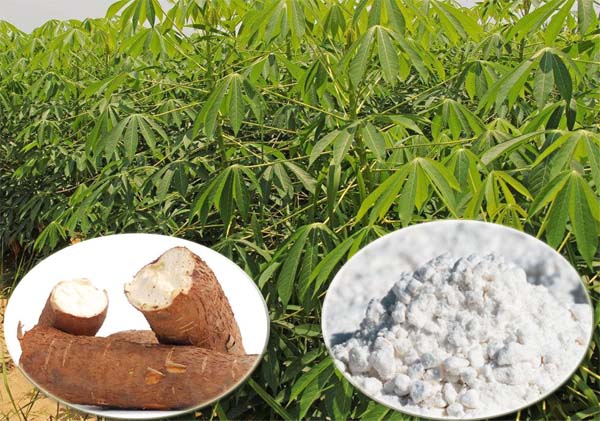 Cassava production and processing.jpg