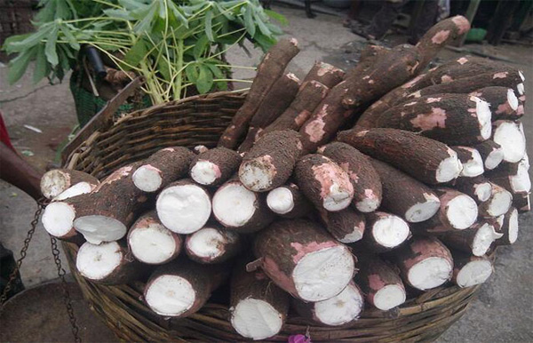 Cassava production and develop situation in Tanzania, China cooperation.jpg